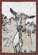 image of goat